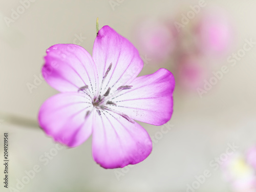 Agrostemma - A wild flower that grows alongside wheat fields in Europe