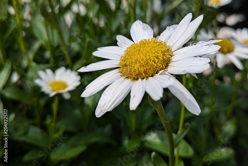 Bild auf Leinwand White Daisy Flower with Raindrops in Summer Garden Close Up
