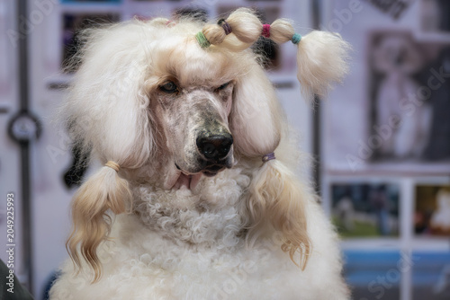 206-03-05 A WHITE STANDARD POODLE GETTING GROOMED FOR A DOG SHOW WITH MULTI COLORED BANDS IN ITS HAIR IN BIRMINGHAM ENGLAND