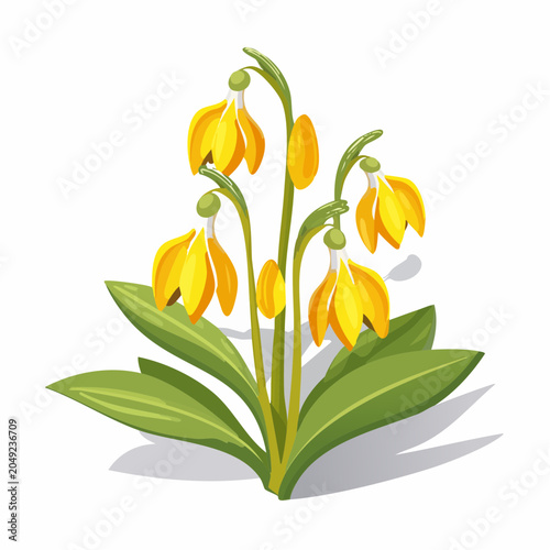 Yellow snowdrop flowers with green leaves