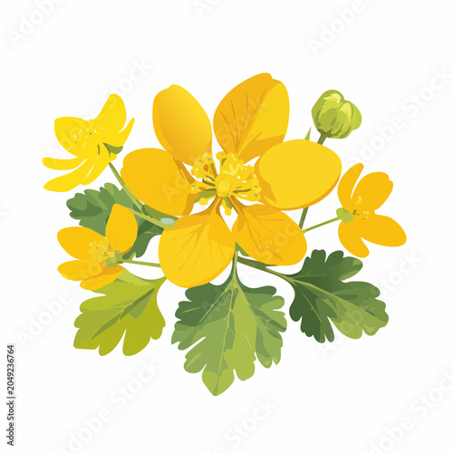 Yellow wildflowers with green leaves with transparent background