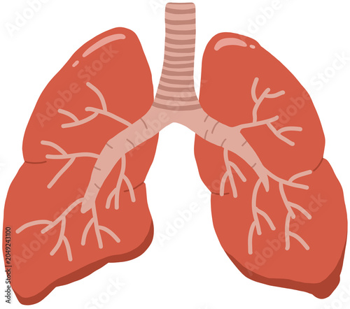 Photos 폐, Lung