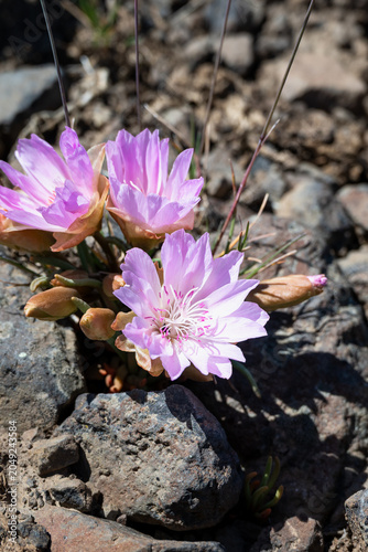 Cuadro en lienzo Pink flower of a Bitterroot, Lewisia Rediviva, plant blooming in the spring Shru