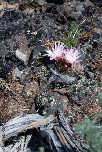 Obraz na płótnie Pale pink flower of a Bitterroot, Lewisia Rediviva, plant blooming in the spring