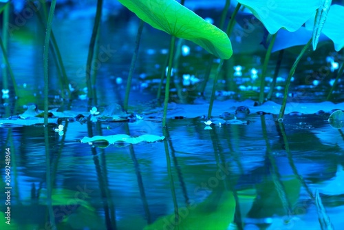 水面に反射するハスの葉と茎