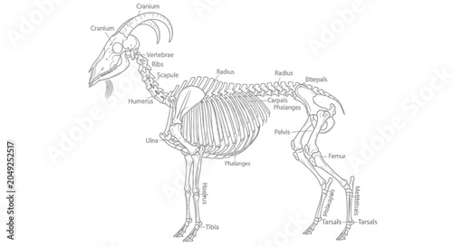 Slika na platnu Detailed goat skeletal anatomy illustration.