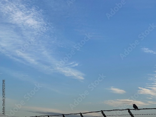 Bird perched on a fence with beautiful clouds in sky