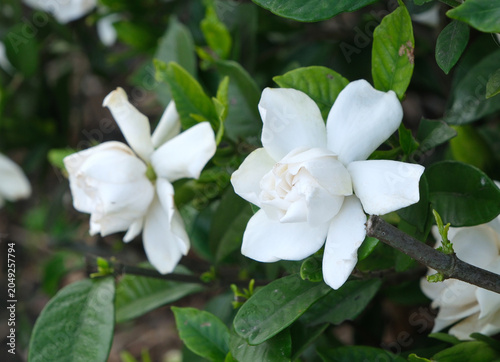 白いクチナシの花