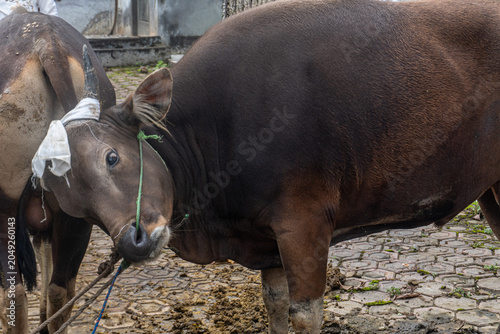 Brown Bull Standing Outdoors in Rural Area