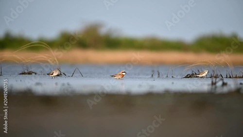 Water bird