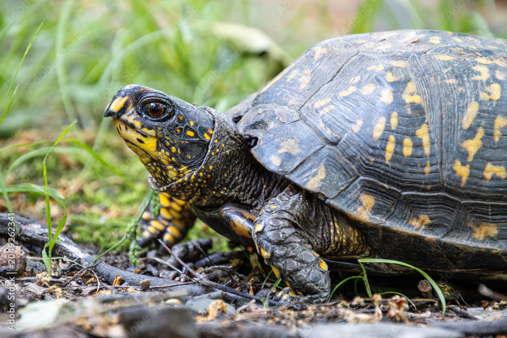 Obraz premium yellow box turtle close up with brown eyes beak face neck carapace leg pattern
