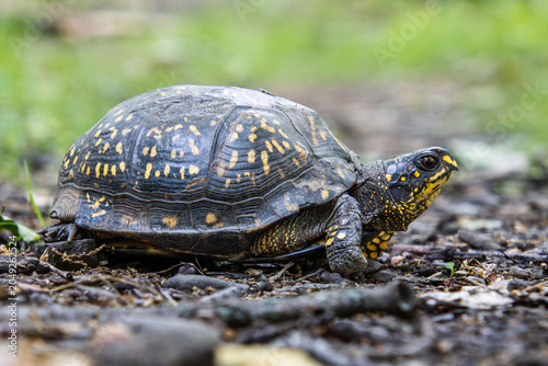 фотографія yellow box turtle close up with brown eyes beak face neck carapace leg pattern f