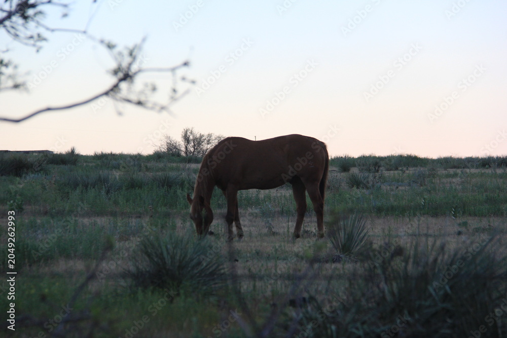 Fototapeta premium Road trip from Manitoba to Texas with storms, flowers, and abandoned places.