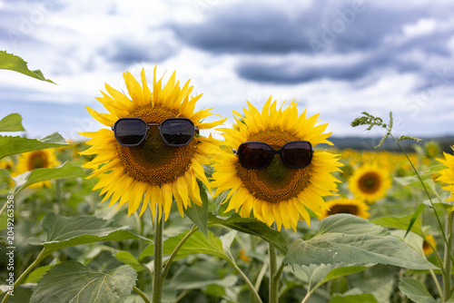 Quadro su tela Close-up of two bright yellow sunflowers with dark centers fitted with sunglasses, standing side by side in a large sunflower field