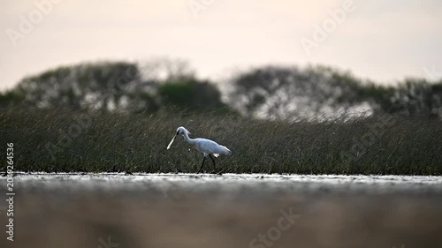 Water bird
