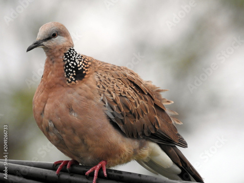 Foto Spotted dove perched on a wire, Noumea, New Caledonia