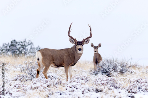 Mule Deer buck and doe in winter