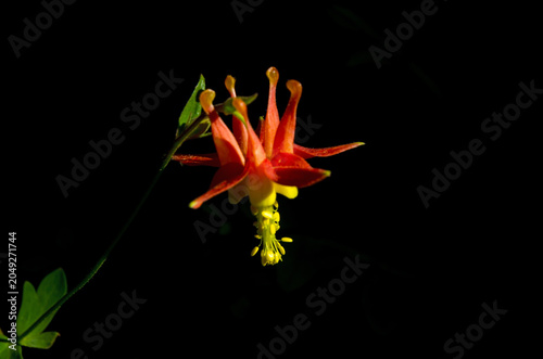 Obraz na płótnie Western Columbine (Aquilegia formosa)