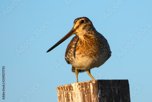 Foto Wilson's Snipe in Eagle Island State Park Idaho