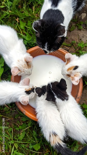 A top-down view of kittens drinking milk from a bowl