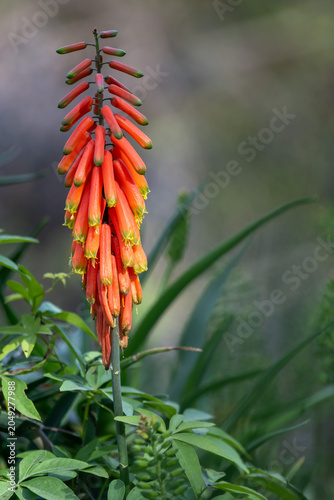 tritomea, torch lily, or red hot poker (Kniphofia uvaria) in a park in Buenos Aires, Argentina