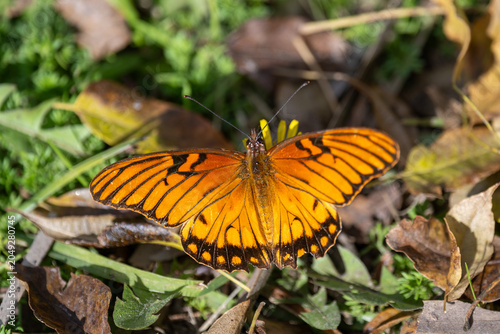 Mexican silverspot (Dione moneta) butterfly seen in a park in Buenos Aires, Argentina