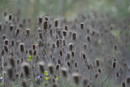 dried flower heads of wild teasel or fuller's teasel (Dipsacus fullonum) against the light, Buenos Aires, Argentina