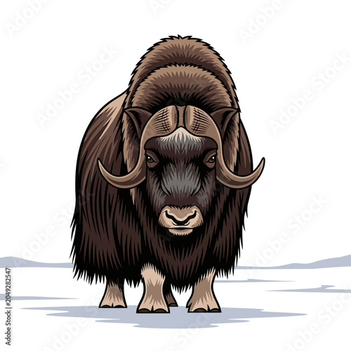 Photos Large Muskox Standing Facing Forward.