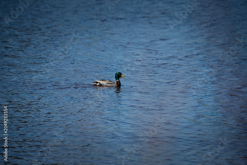 Valokuva Quack