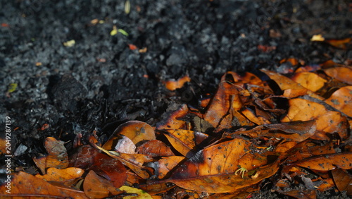 Slika na platnu Burned Autumn Leaves and Charred Soil Texture Background in Natural Sunlight