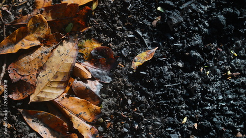 Tablou pe pânză Burned Autumn Leaves and Charred Soil Texture Background in Natural Sunlight
