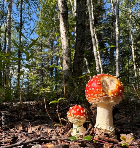 Foto fly agaric mushroom