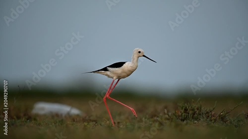 Bird behavior