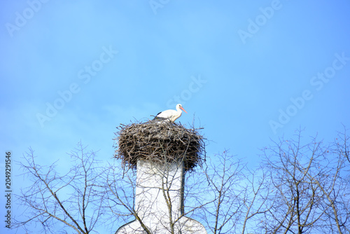 Stork with white feathers and red beak sits on nest