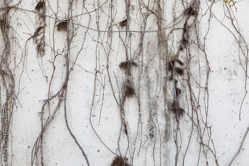 Vines climb all over the wall