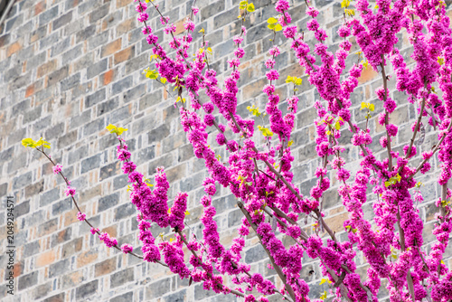 Blooming cherry blossoms facing the brick wall