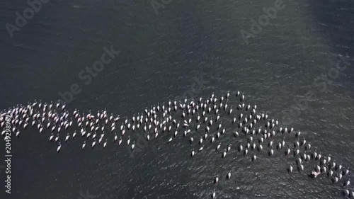 Greater Flamingo 