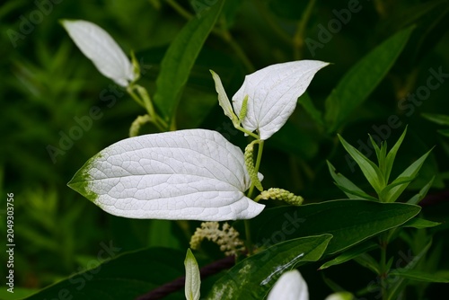 Chinese lizard's tail (Saururus chinensis). It produces fragrant racemes in summer, and its leaves turn white, but turn green again after the flowering season ends.