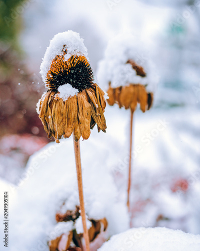 Bild auf Leinwand Winter bringing snow to a dormant coneflower