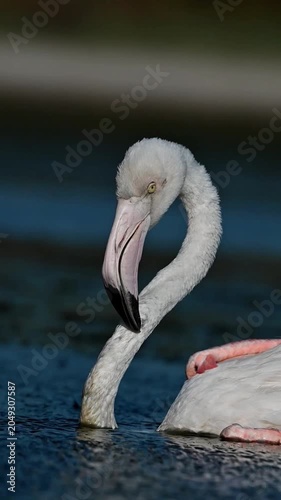 Greater Flamingo 