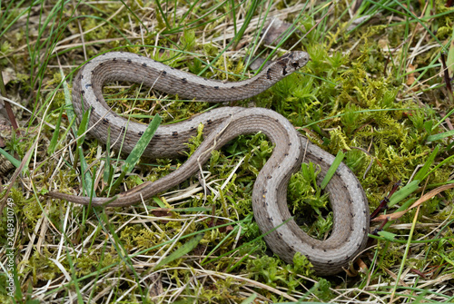 Foto Close-up of a Dekay's Snake (Storeria dekayi) curled up in a bed of grass and moss