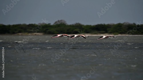 Greater Flamingo 