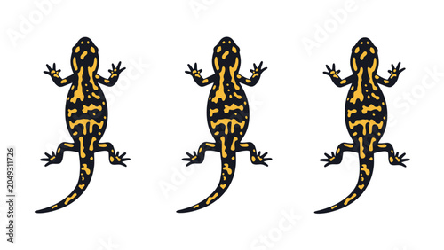 Three yellow and black spotted salamanders arranged in a row on a white background.