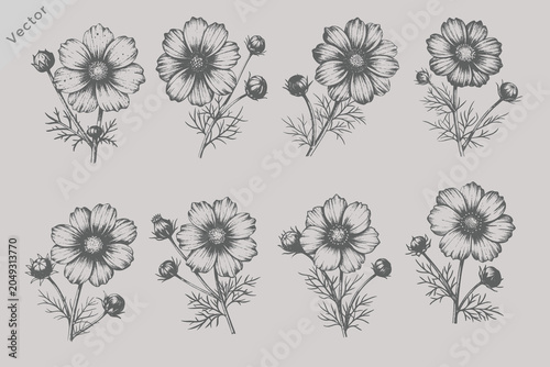 Tablou pe pânză cosmos flowers different branches set illustration