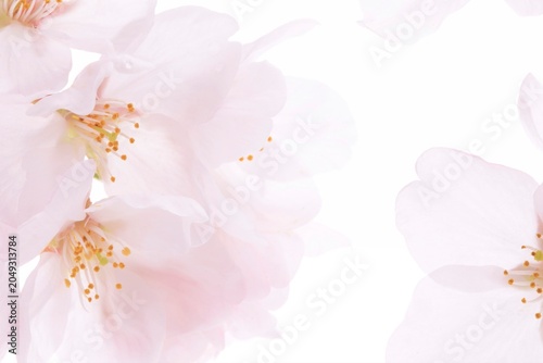 Bild auf Leinwand 白背景のソメイヨシノの桜の花と花びら