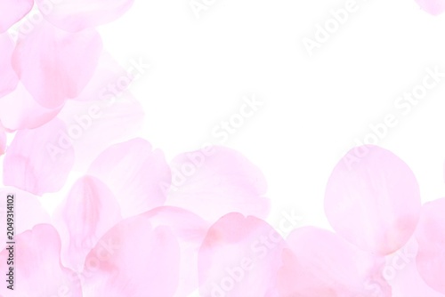 Foto 白背景のソメイヨシノの桜の花と花びら