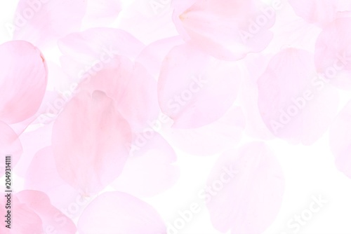 Bild auf Leinwand 白背景のソメイヨシノの桜の花と花びら