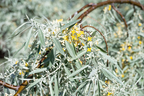 Obraz na plátne Yellow flowers blooming amid silvery green leaves on Russian Olive, Elaeagnus An