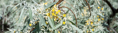 Foto Yellow flowers blooming amid silvery green leaves on Russian Olive, Elaeagnus An