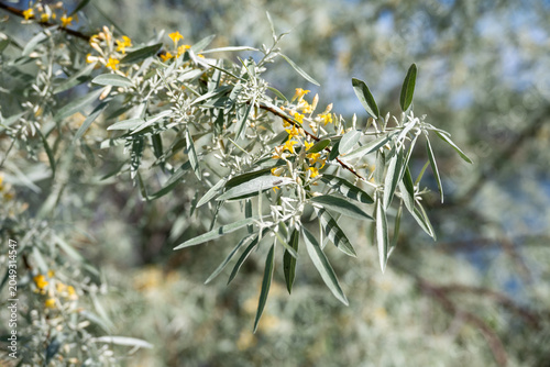 Obraz na plátne Yellow flowers blooming amid silvery green leaves on Russian Olive, Elaeagnus An